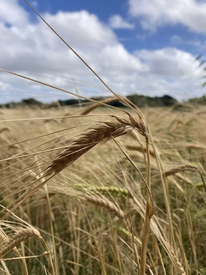 Close-up of a wheat stalk in a field with a partly cloudy sky in the background.