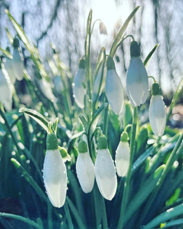 Close-up of snowdrop flowers with white petals and green stems, dew drops on petals, sunlight in the background, early spring or late winter scene.