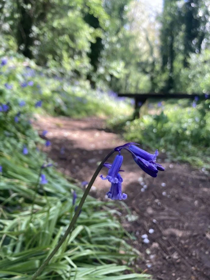 A purple bluebell flower blooming along a forest trail with green foliage and trees in the background.