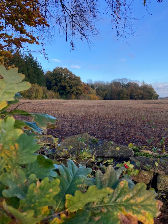 A rural landscape with a field, trees with autumn foliage, some under a blue sky with a few clouds, and green plants and rocks in the foreground.