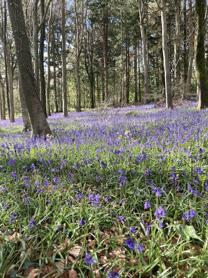A forest with tall trees and a ground covered in purple wildflowers.