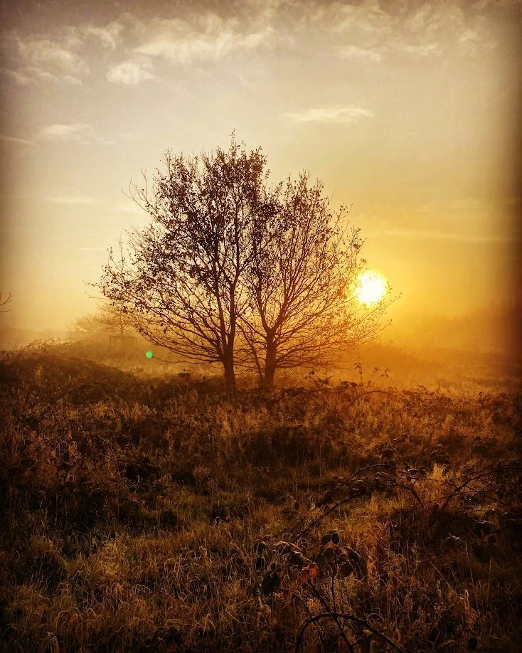 A solitary tree in a field during sunset with a golden sky and mist, with dry grass in the foreground.