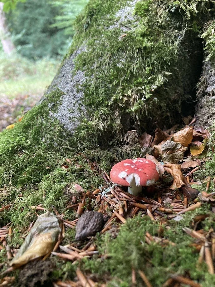 Close-up of a red mushroom with white spots growing among moss and fallen leaves at the base of a tree in a forest.