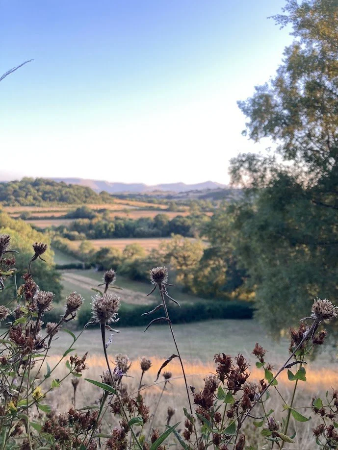 A scenic view of rolling hills and trees at sunset with dried wildflowers in the foreground.