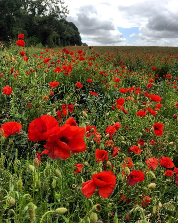 A field of red poppies under a cloudy sky with some dark and some light clouds, and trees on the horizon.