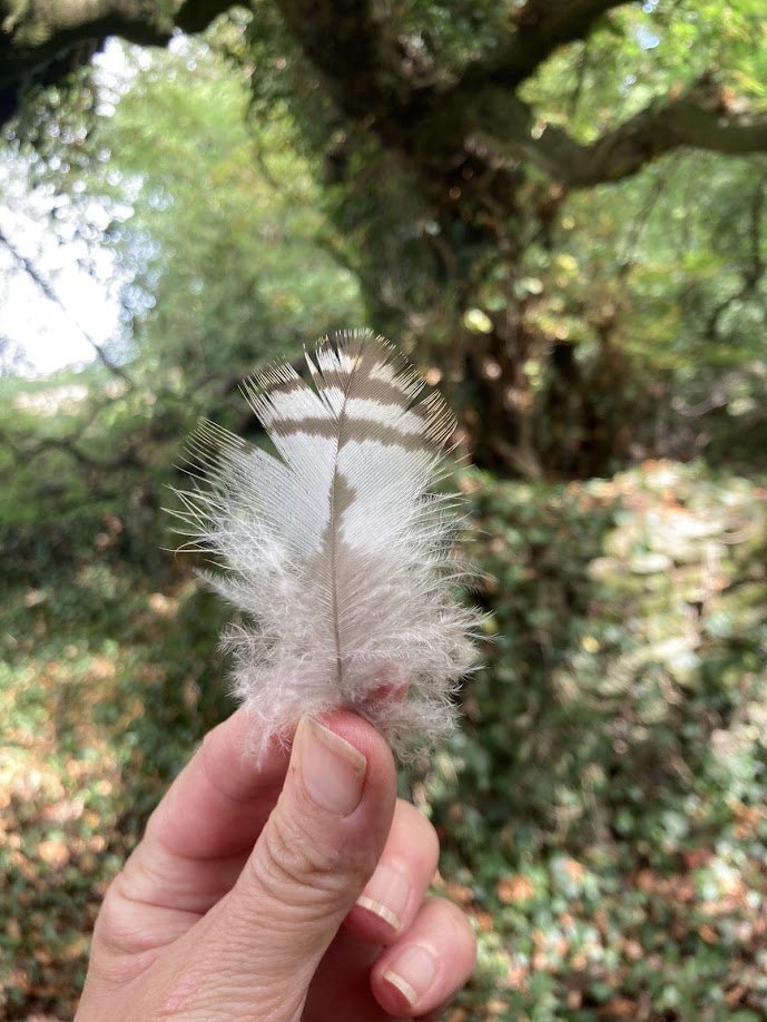 A hand holds a delicate white feather with brown markings, set against a background of green trees and foliage.
