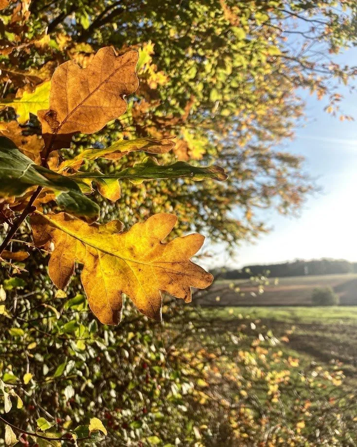 Close-up of yellow and brown oak leaves on a tree branch with a blurred autumn landscape background.