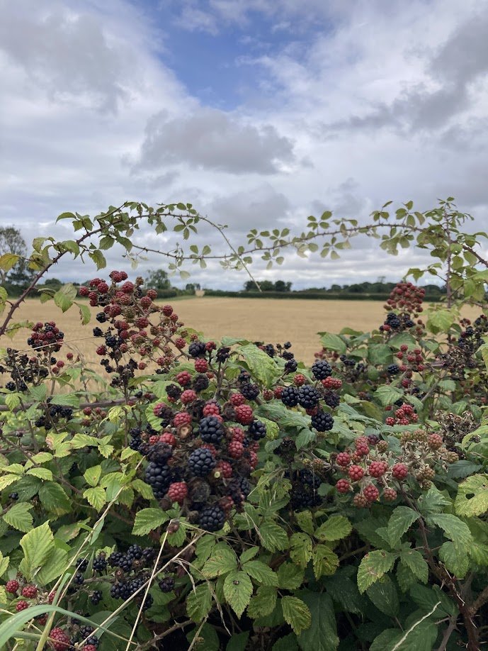 Close-up of blackberry bushes with ripe blackberries, set against a rural landscape with a cloudy sky.