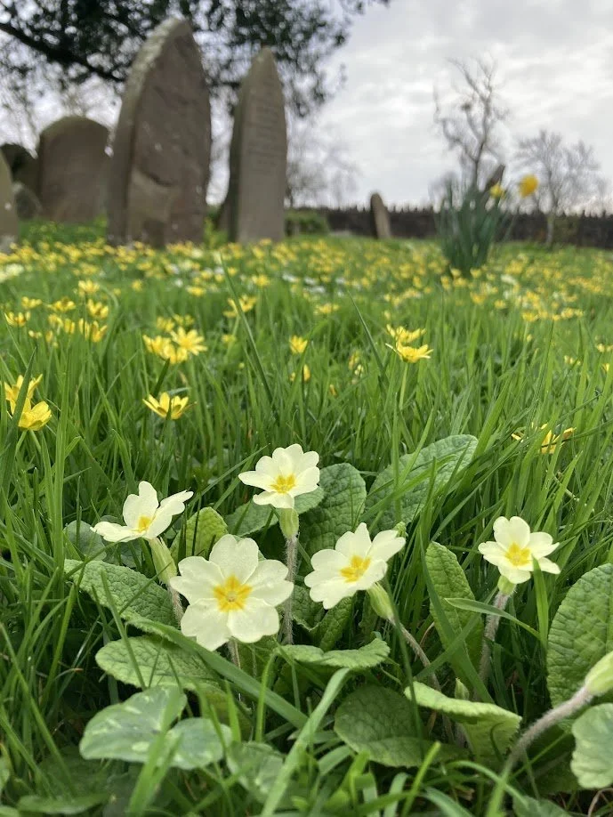 Field of yellow and white primrose flowers with gravestones in the background