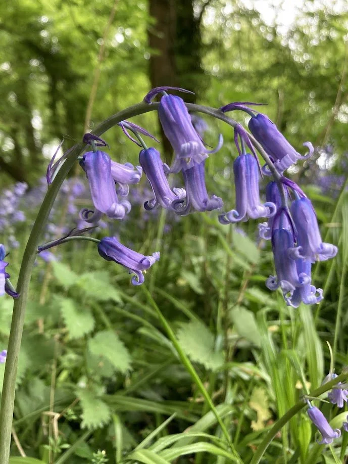 Close-up of purple bluebell flowers hanging from a curved stem in a forest setting with green foliage in the background.