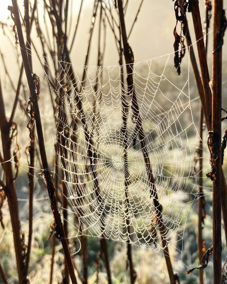 Close-up of a spider web among dried plant stems outside in the morning light.