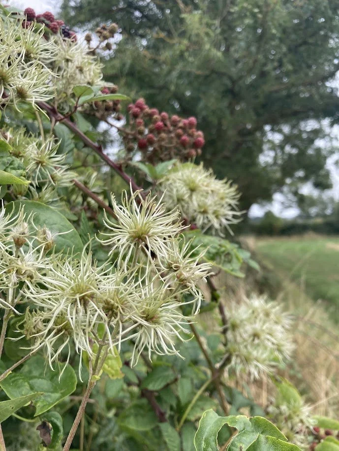 Close-up of a plant with spiky seed heads and green leaves, with a background of trees and open sky.