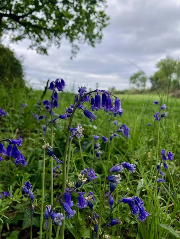 Close-up of purple wildflowers growing in a grassy field with trees and a cloudy sky in the background.