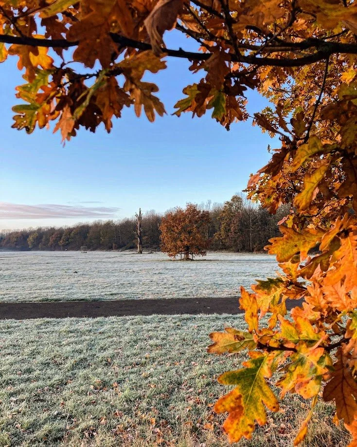 Autumn scene with orange and yellow oak leaves framing a frosty field and trees in the distance, under a clear blue sky.