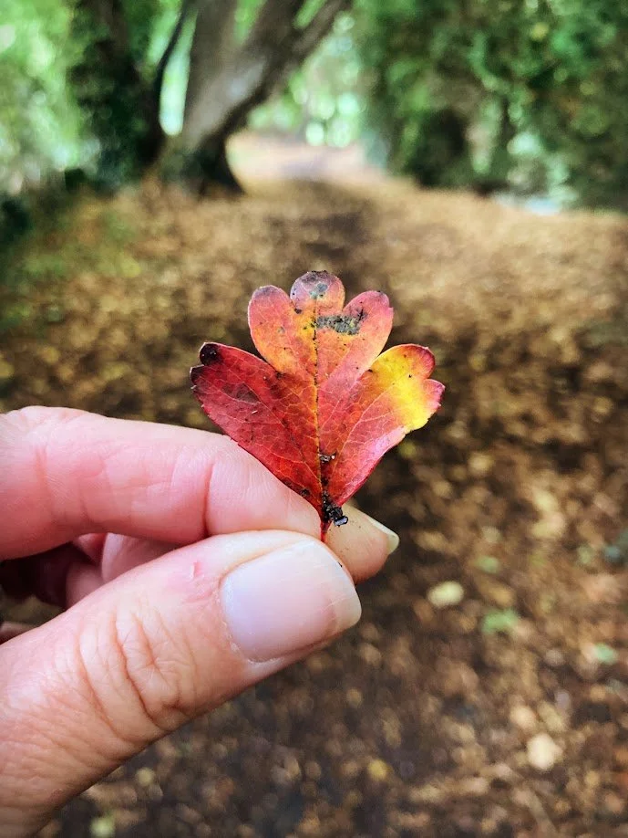 Close-up of a hand holding a small, colorful autumn leaf with red, yellow, and orange hues, on a forest trail with trees and foliage in the background.