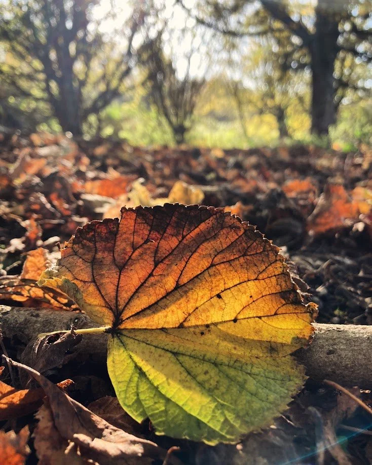 Close-up of a fallen autumn leaf with green, yellow, orange, and brown hues on a bed of other leaves and twigs, with trees and sunlight in the background.