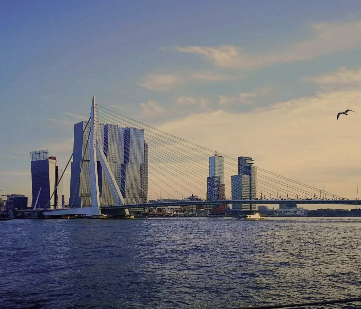 Erasmus Bridge in Rotterdam, symbolizing Themis Brooks’ global connections and European outreach