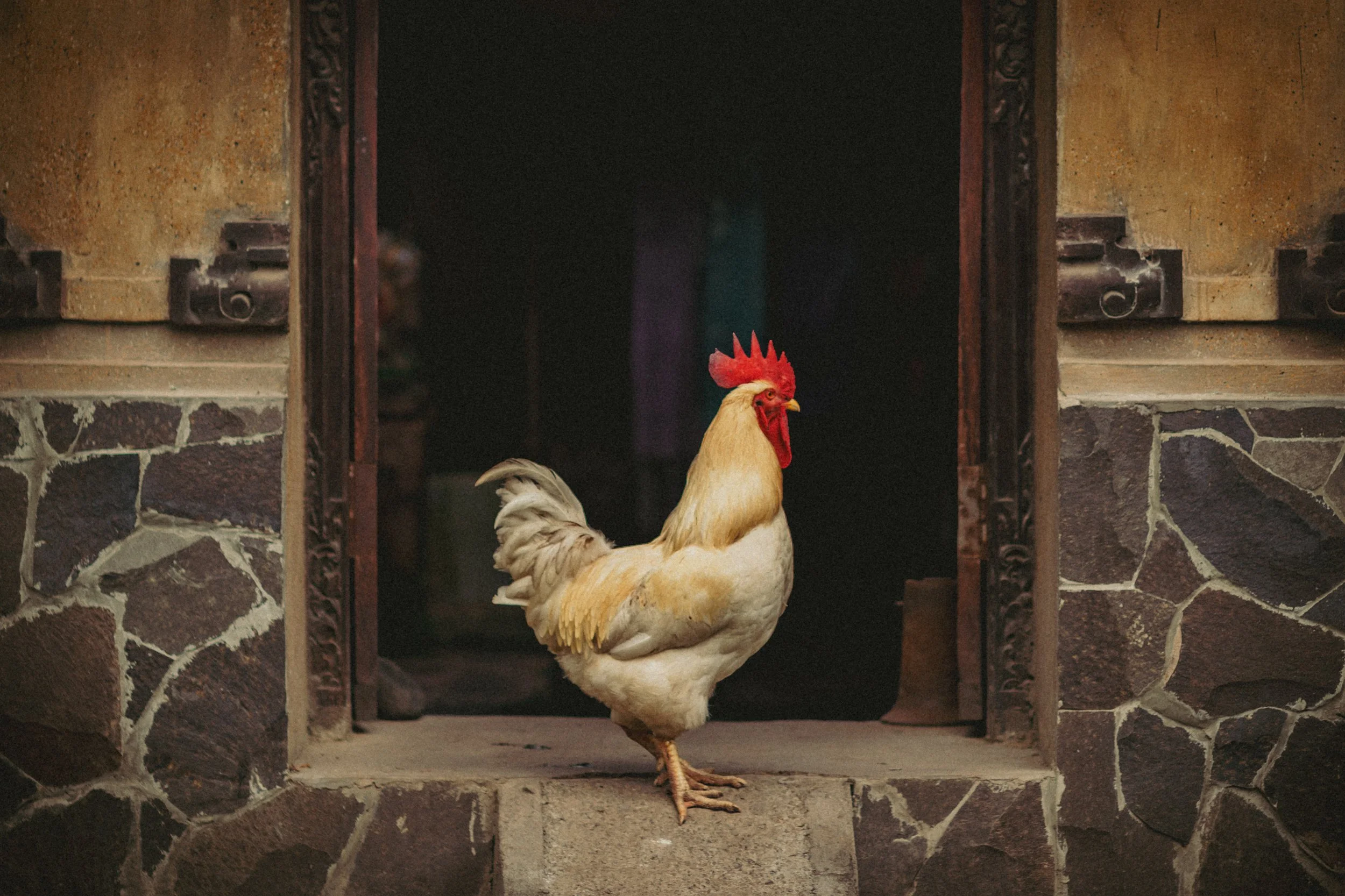 A rooster standing on a stone sill in front of a dark doorway, surrounded by stone and wood framing.