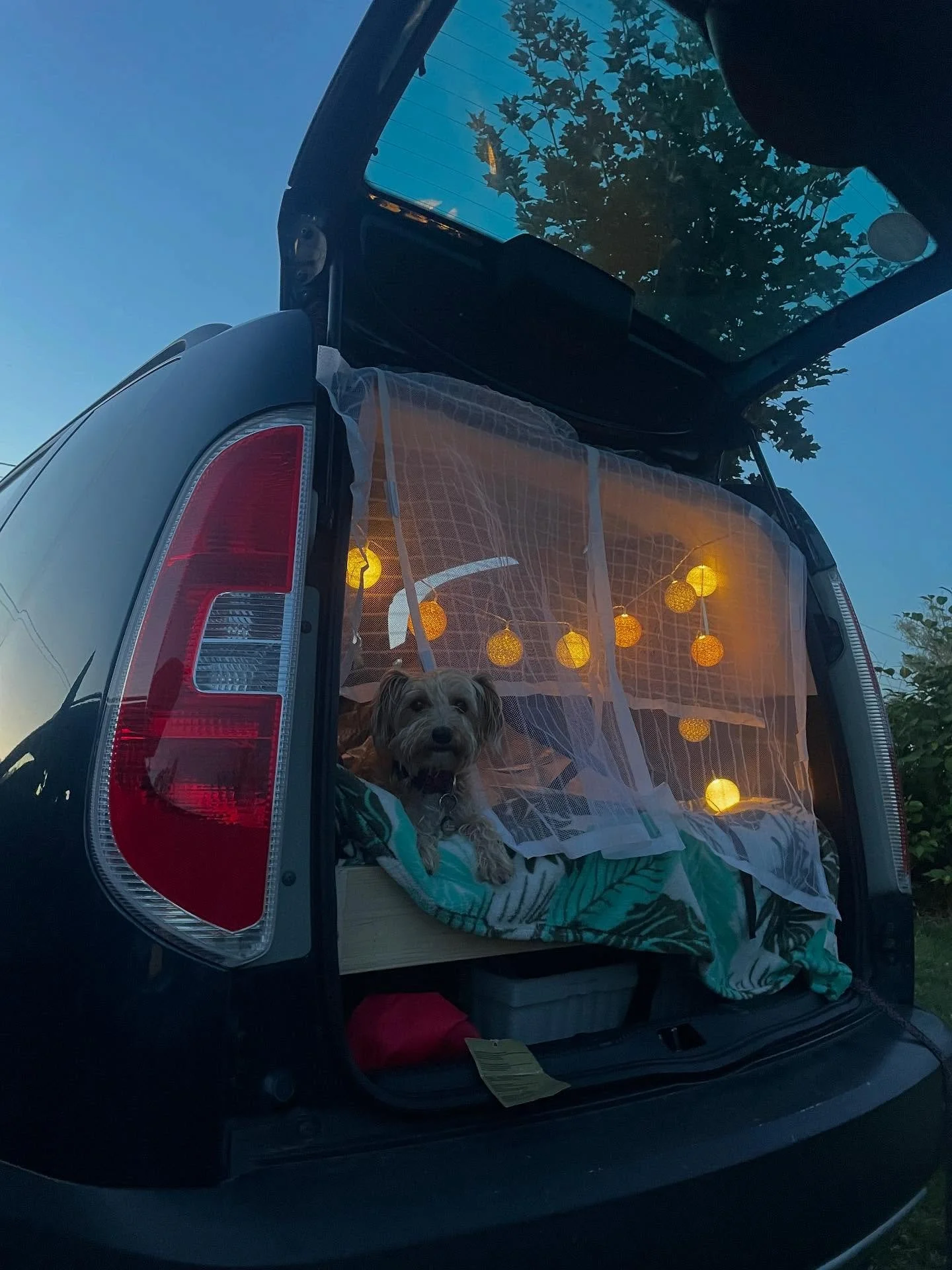 Happy International Dog Day! 🥹🐶💞

Four years ago, I met my soul mate @areia.thebeachdog at a dog shelter in Rio Maior, Portugal, after she was abandoned by previous owners to their house and brought to the shelter by a police where she staid for s