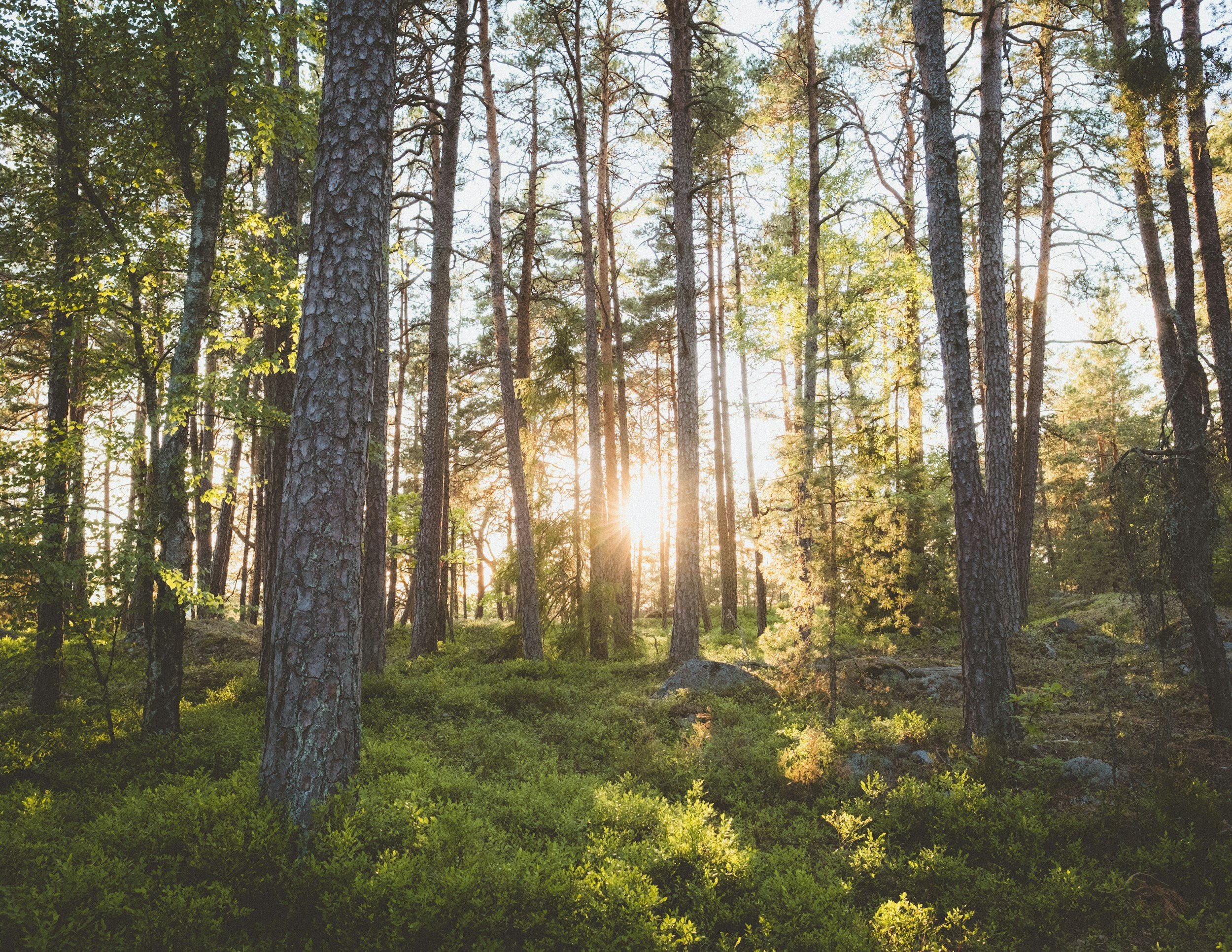 Sunlight filters through tall pine trees in a dense forest with green undergrowth.
