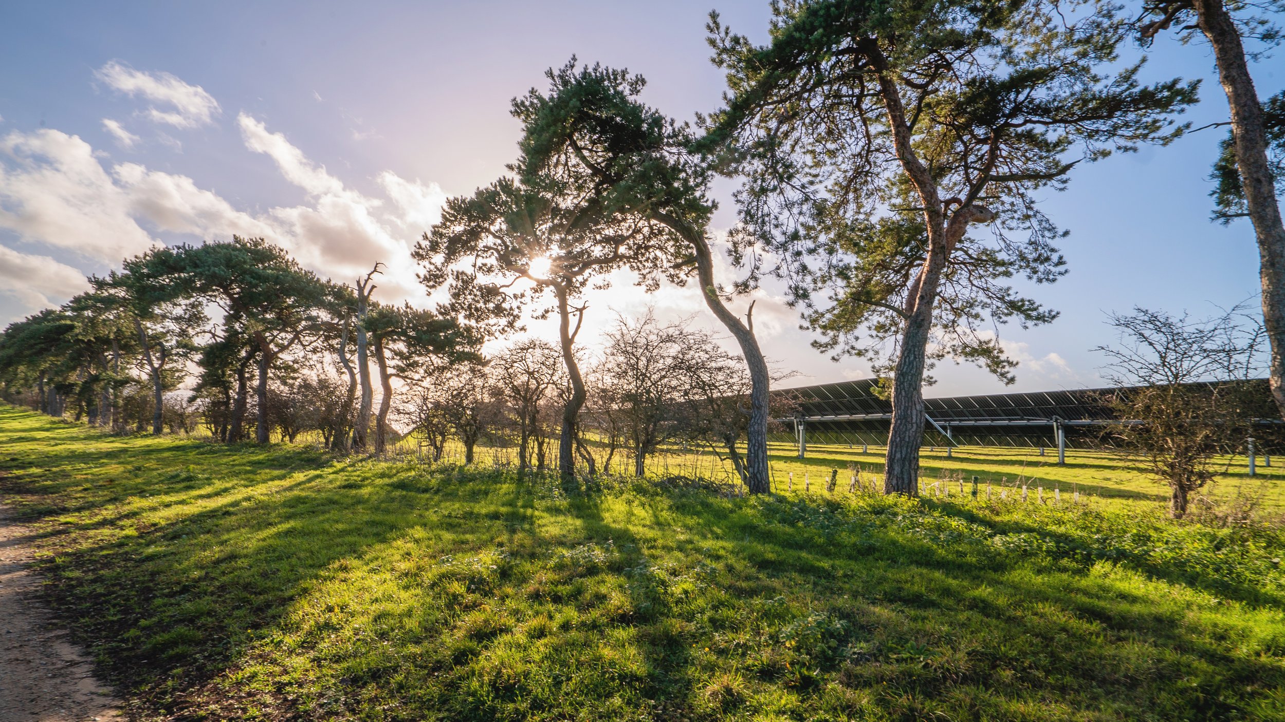 The sun shining through trees. The backs of solar panels can be seen behind the trees.