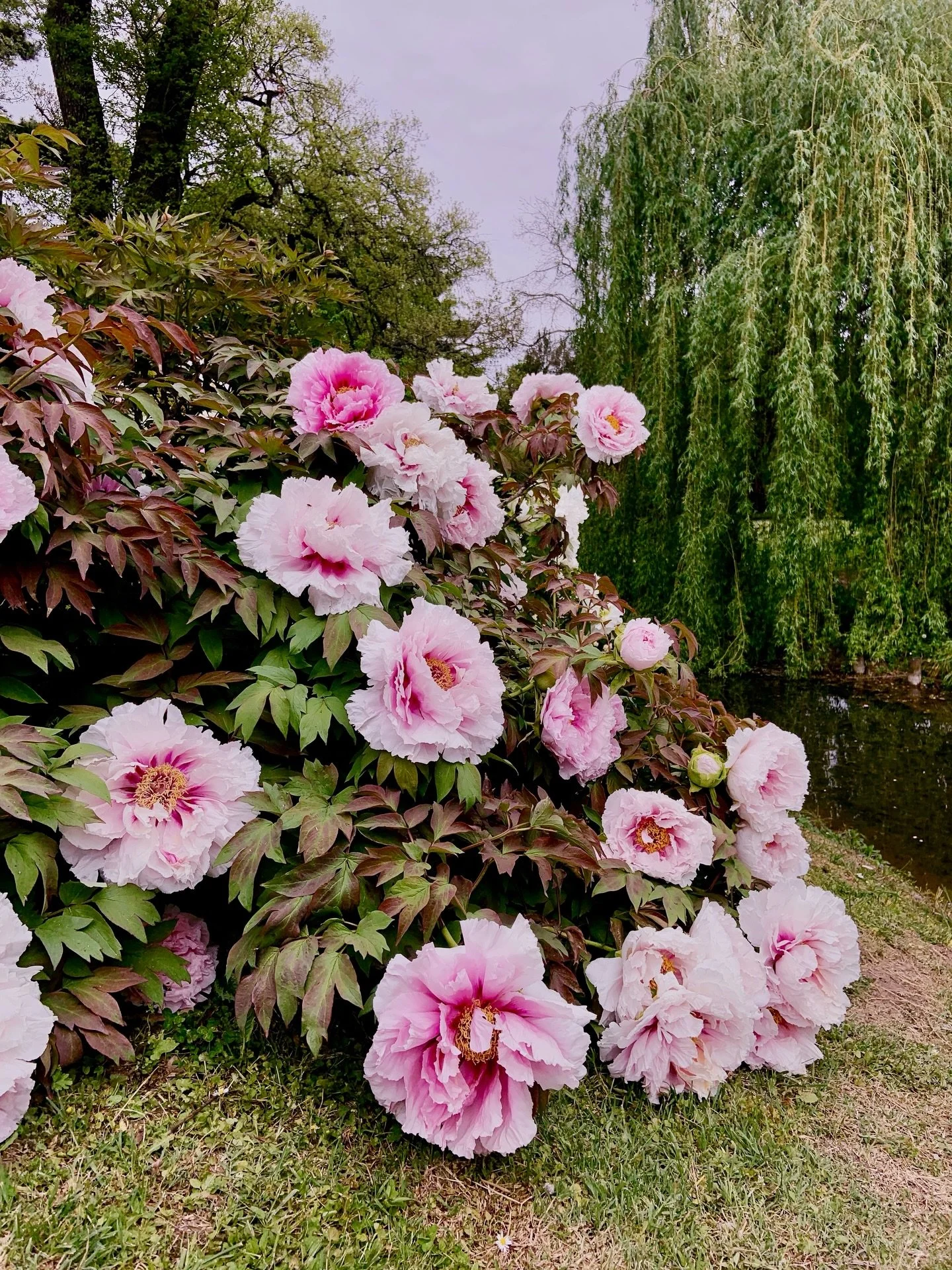 Les pivoines arbustives 😍
.
.
.
#pivoines #pivoinearbustive #peonies #flowerslover