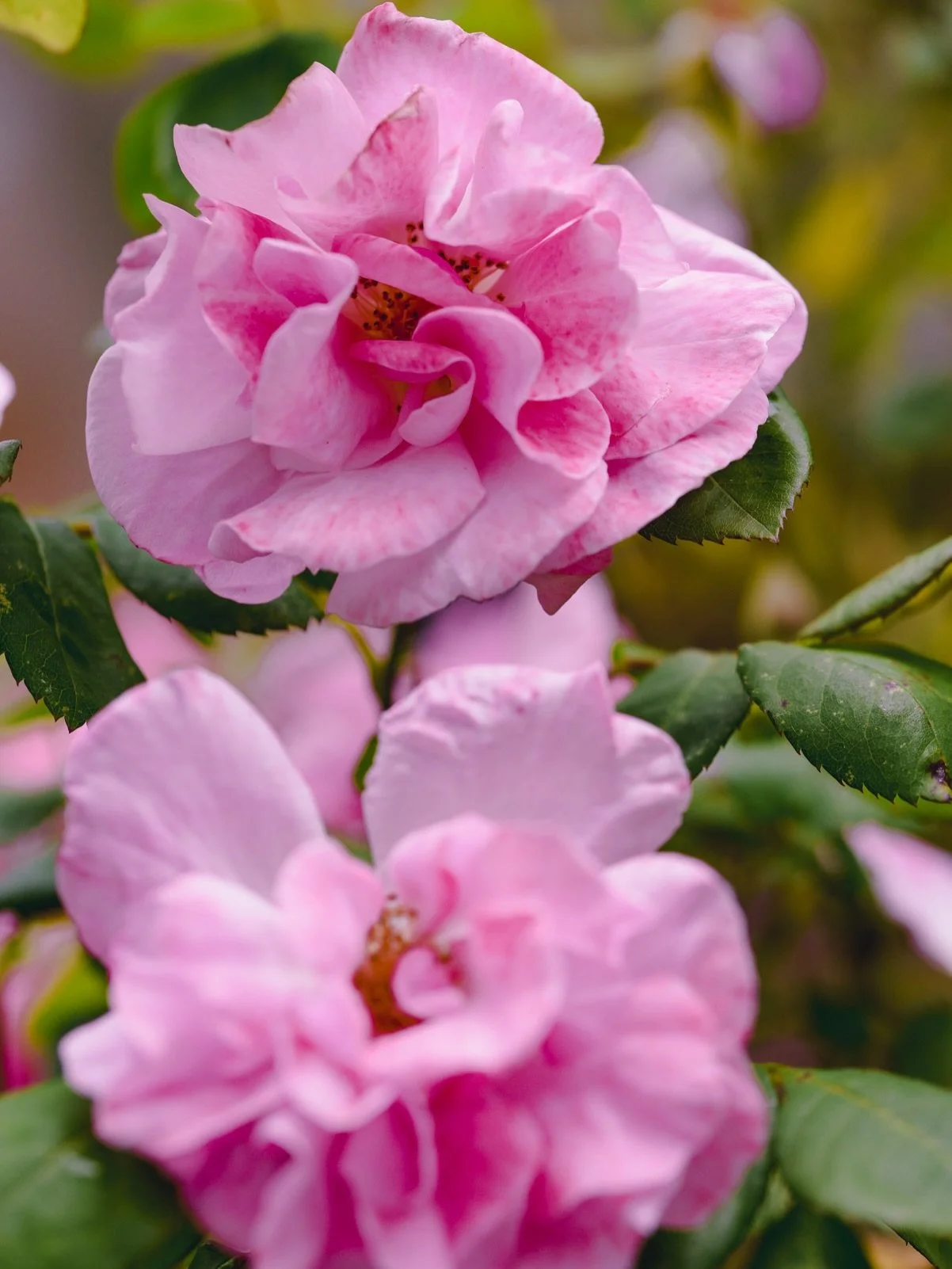 La saison des roses est ouverte 🌹🩷
Mon petit plaisir quand la saison commence c&rsquo;est de me balader dans les rues de Chamb&eacute;ry et photographier les roses, les fleurs, bref un truc de passionn&eacute; de fleurs quoi ! 😜
On dirait qu&rsquo