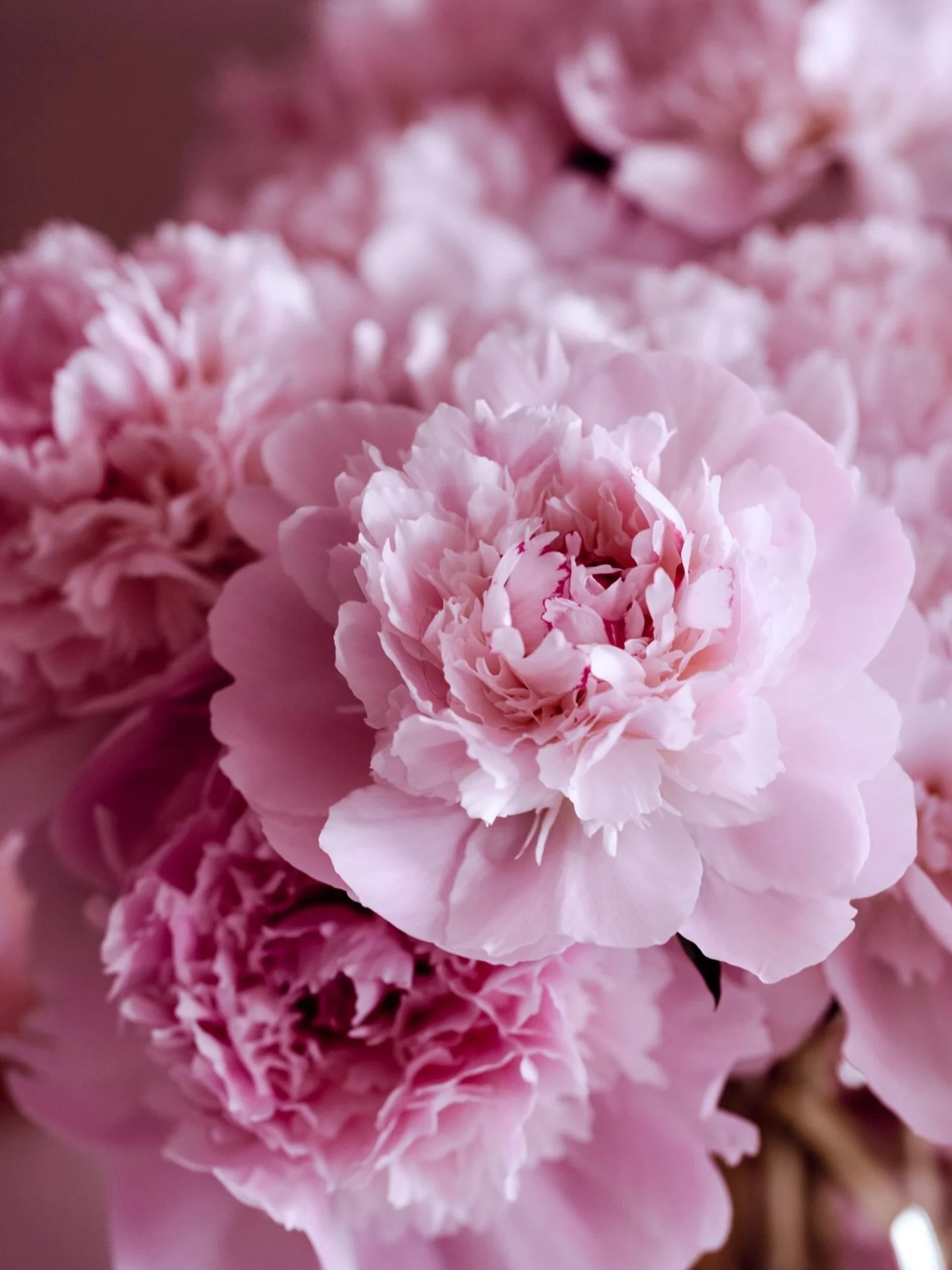 Les pr&eacute;f&eacute;r&eacute;es de toutes 🌸🫧 = Les pivoines 🩷
.
.
.
#pivoine #peonia #peonies #pivoinesarahbernhardt #fleuristechambery
