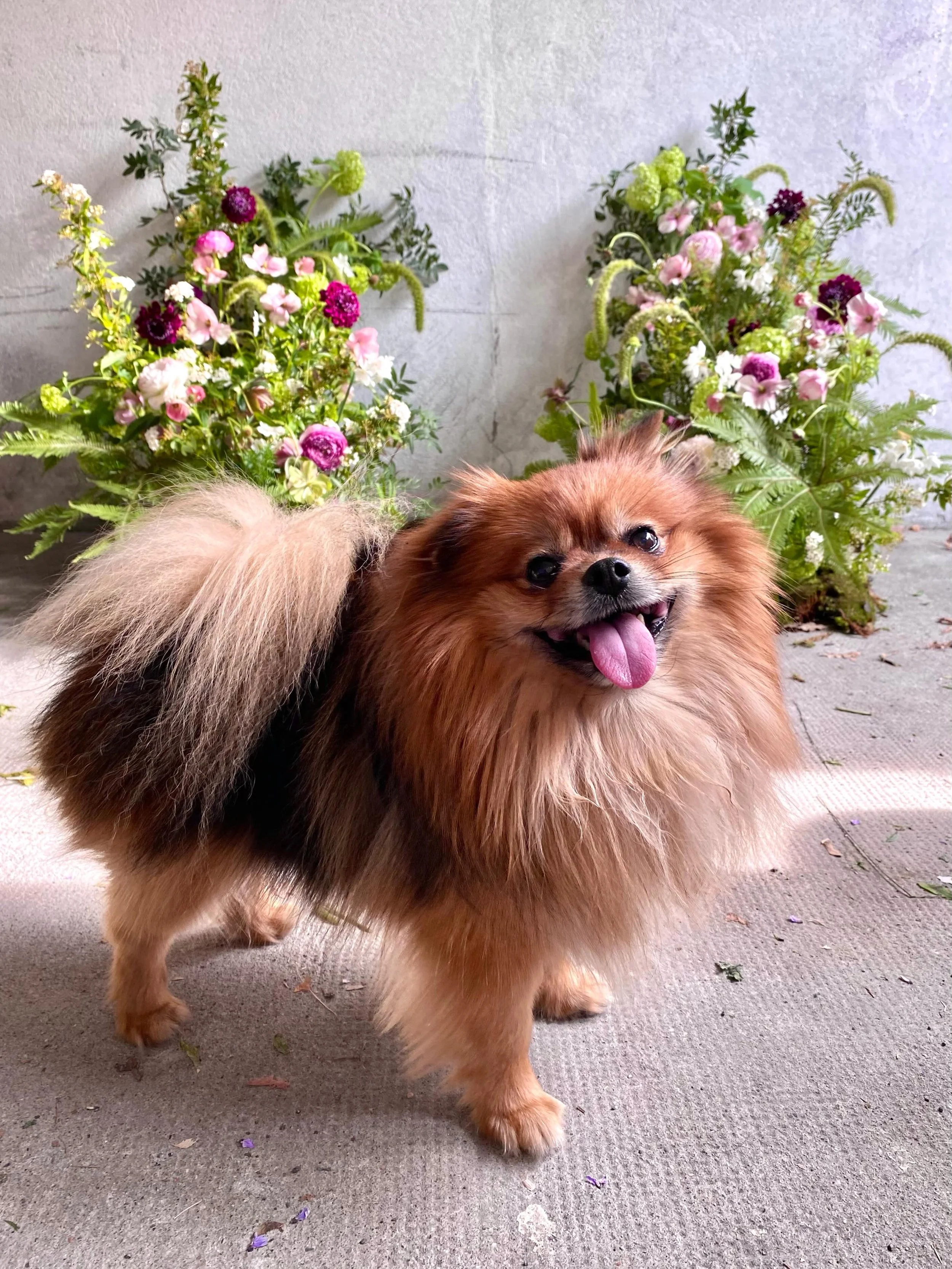 P&rsquo;tit doux et les fleurs 🌸🐶
Petit Bacchus, c&rsquo;est celui qui me suit partout o&ugrave; que j&rsquo;aille, qui adore &ecirc;tre &agrave; c&ocirc;t&eacute; de moi quand je jardine, qui sniffe les feuilles, les fleurs et qui est aussi hypnot