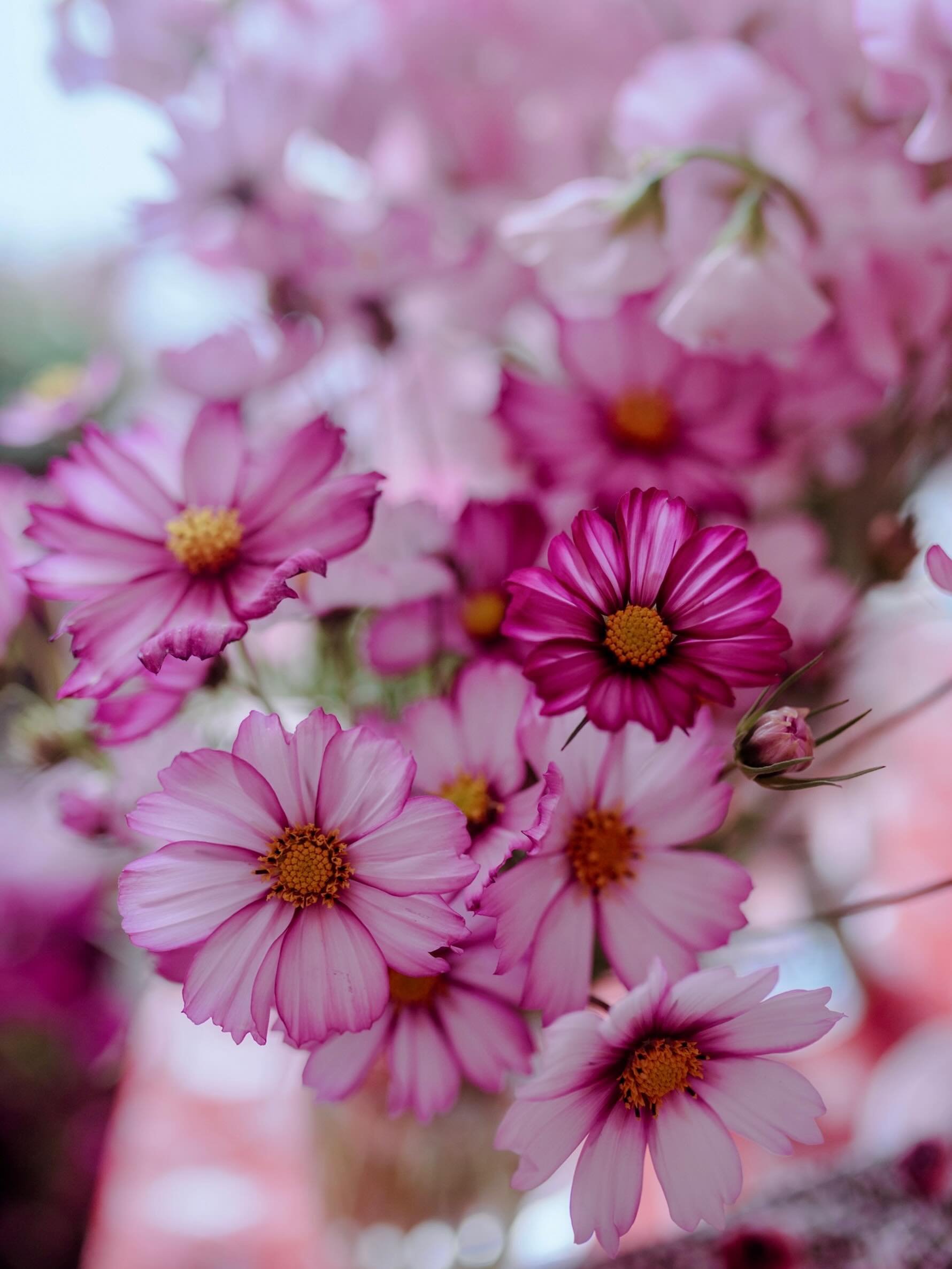 La saison des cosmos peut commencer 😍
Que j&rsquo;aime cette fleur, si d&eacute;licate et dansante 🩷
H&acirc;te d&rsquo;en mettre pleins dans mes bouquets ! 
.
.
.
#lesfleursquidansent #cosmosflower #fleuristepassionn&eacute;e #cosmosfizzyrosepicot