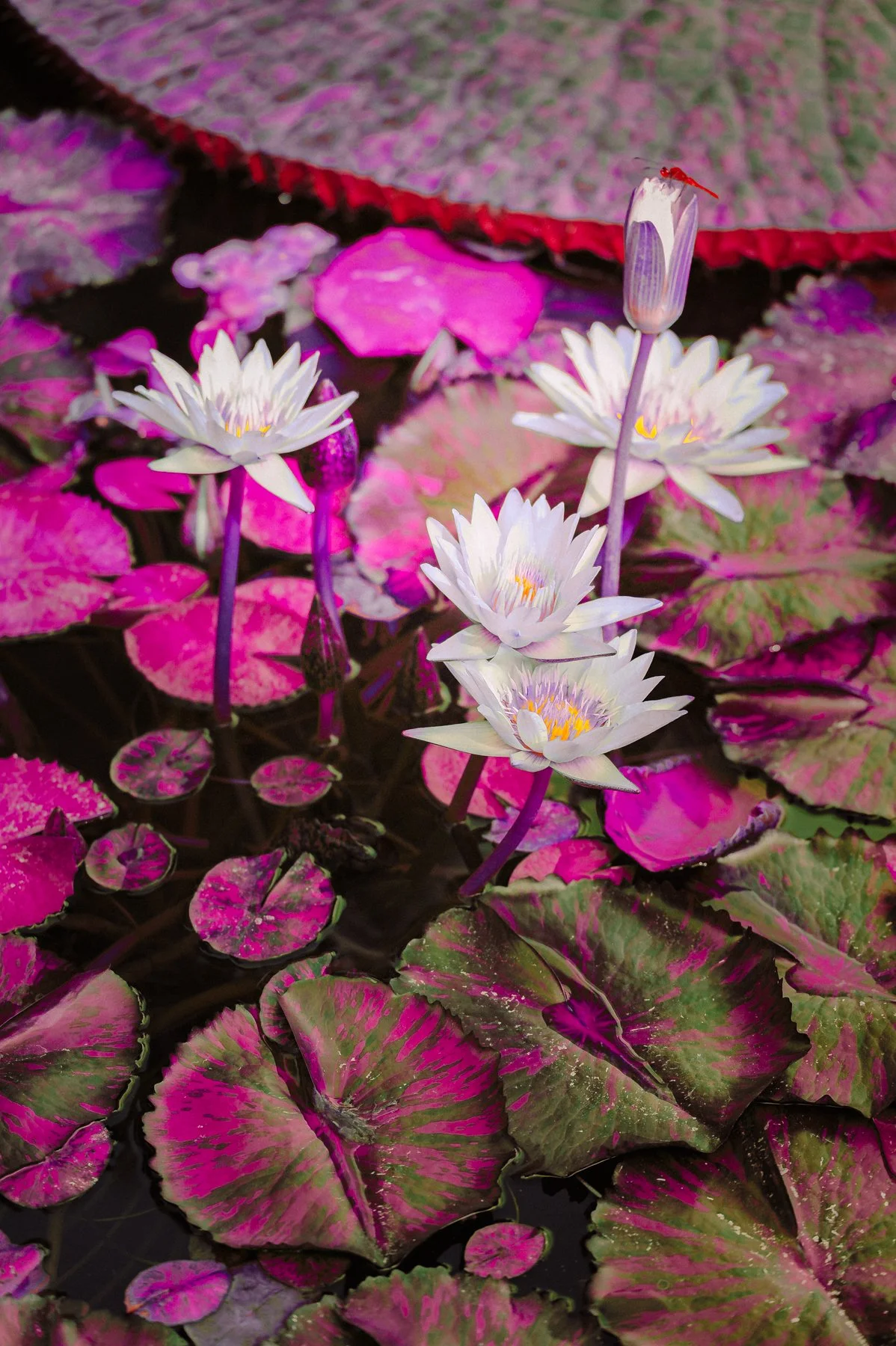 Fleurs de lotus blanc avec des feuilles de lotus vertes et roses dans un étang