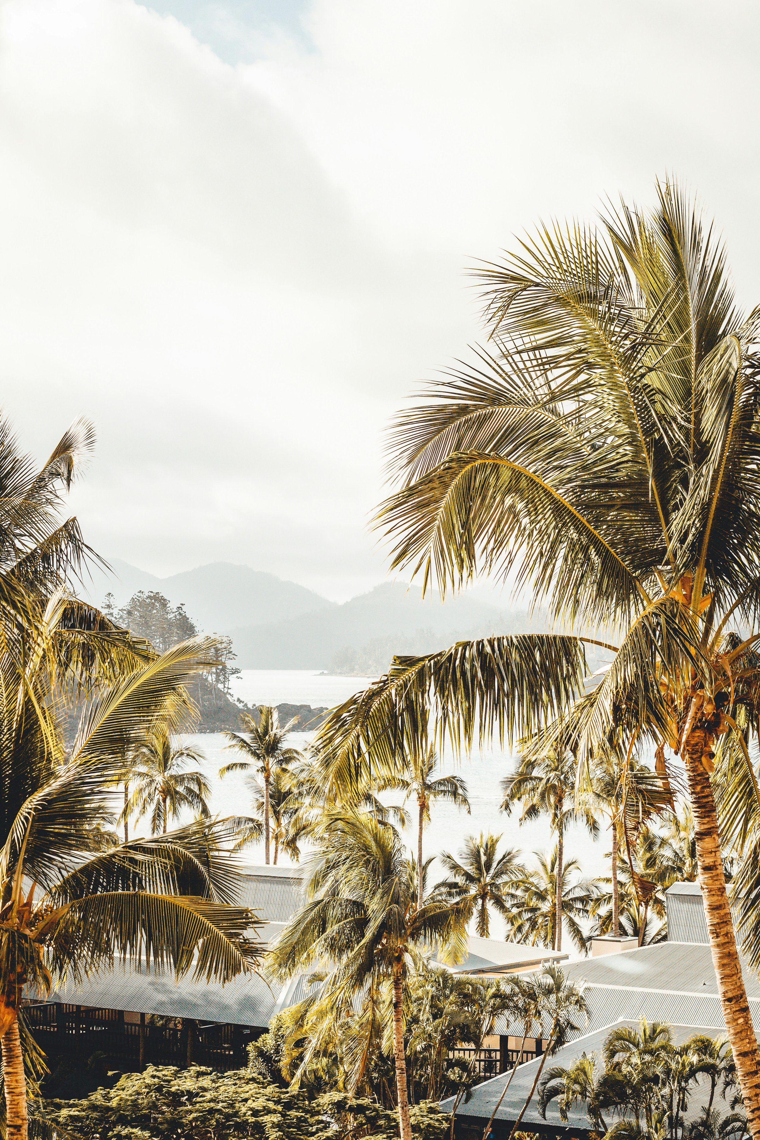 Tropical landscape with palm trees, rooftops, and mountainous scenery in the background under a cloudy sky.