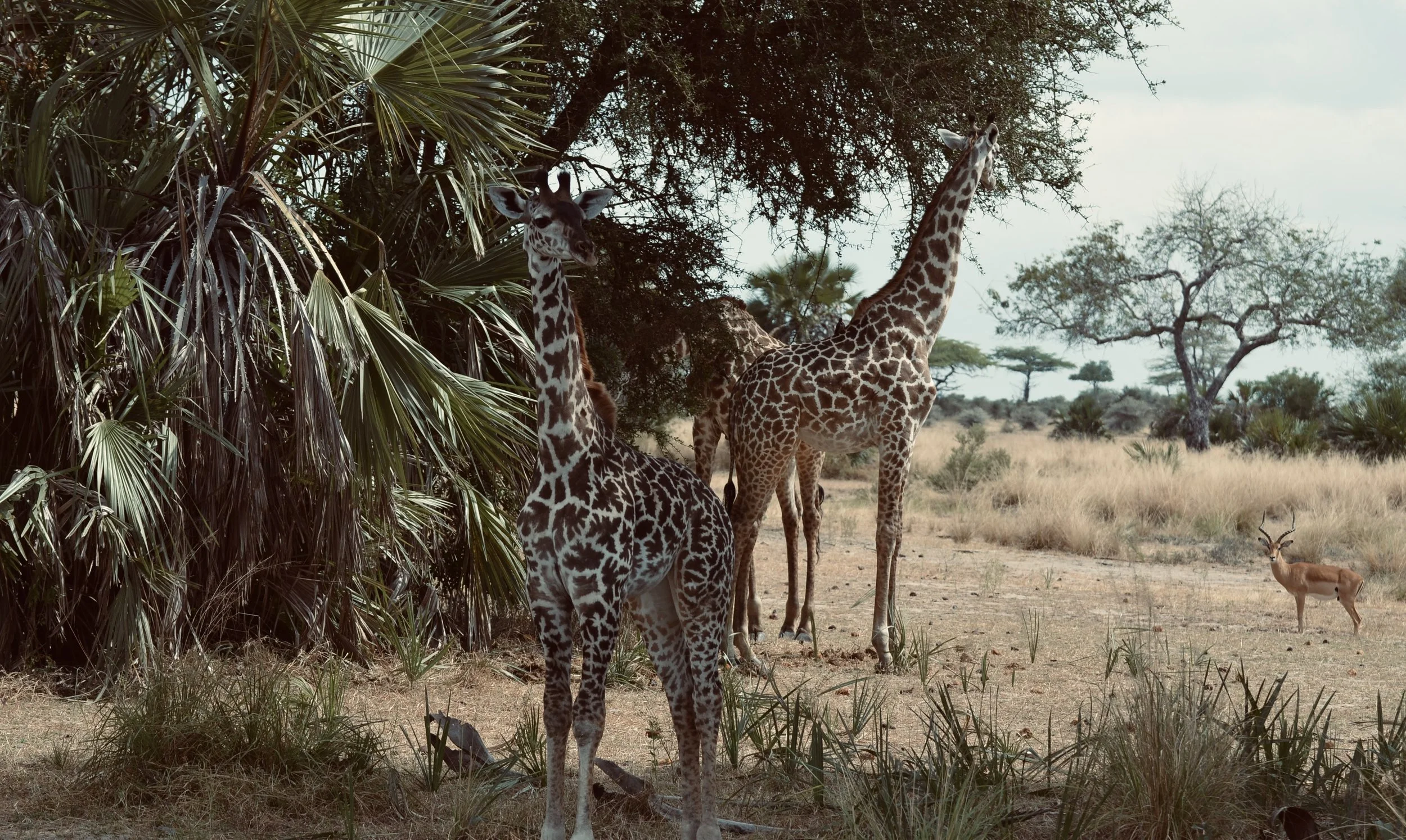 Wild &amp; Serene: Botswana to Zanzibar in Two Beautiful Weeks