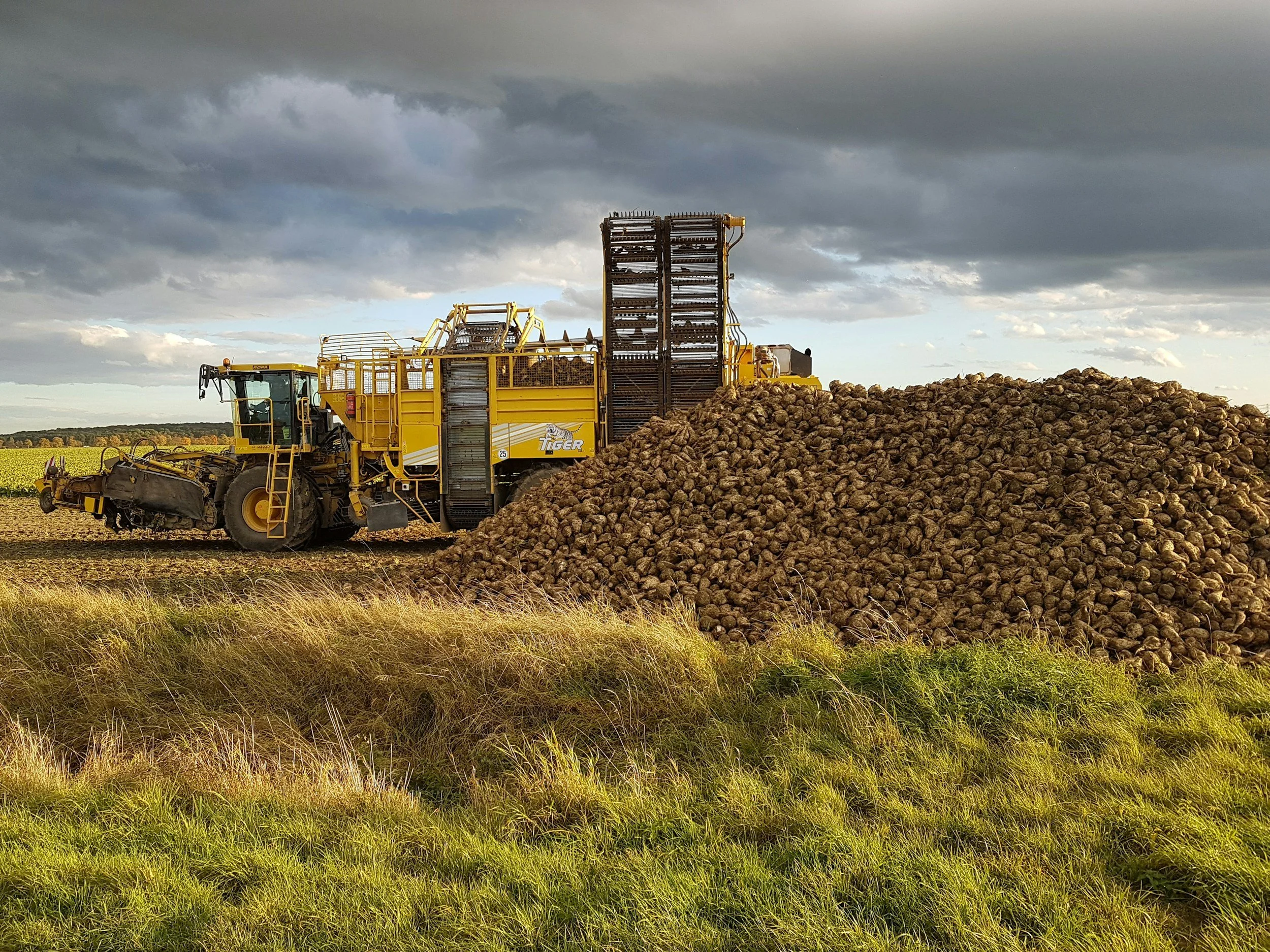 Heavy machinery sorts wood biomass in a field.