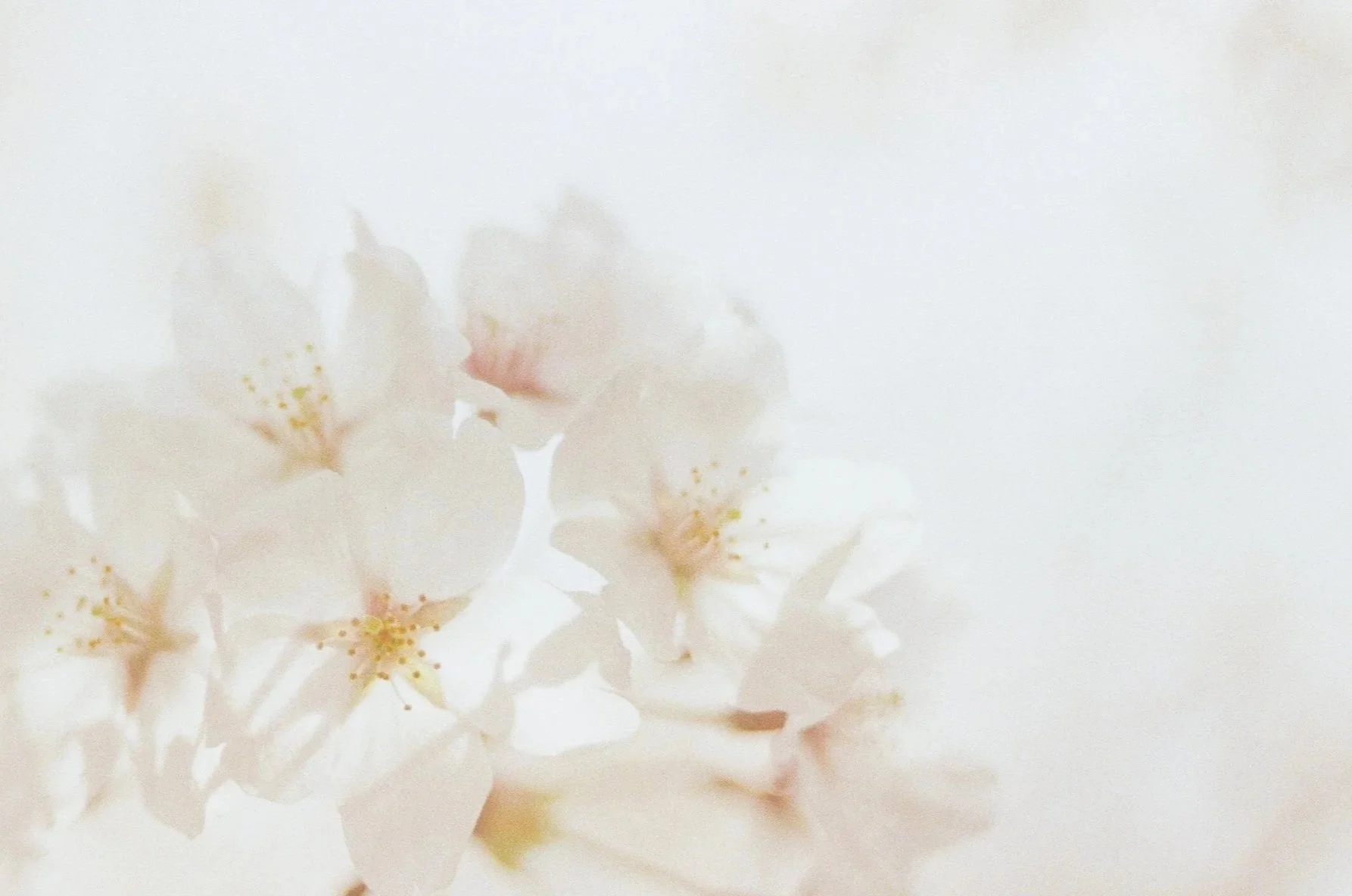 pink flowers texture background