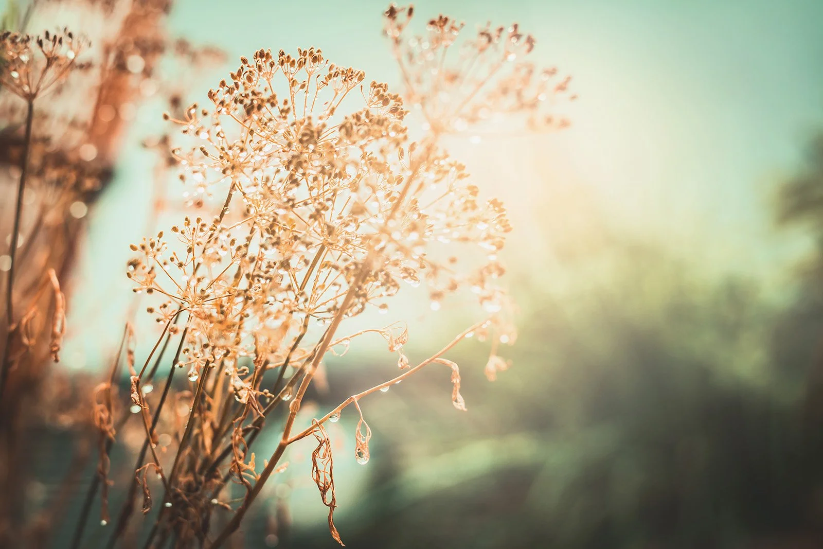 Trockenes Blumenmitte im warmen Sonnenlicht, unscharfer Hintergrund mit sanften Farbverläufen von Blau bis Grün.