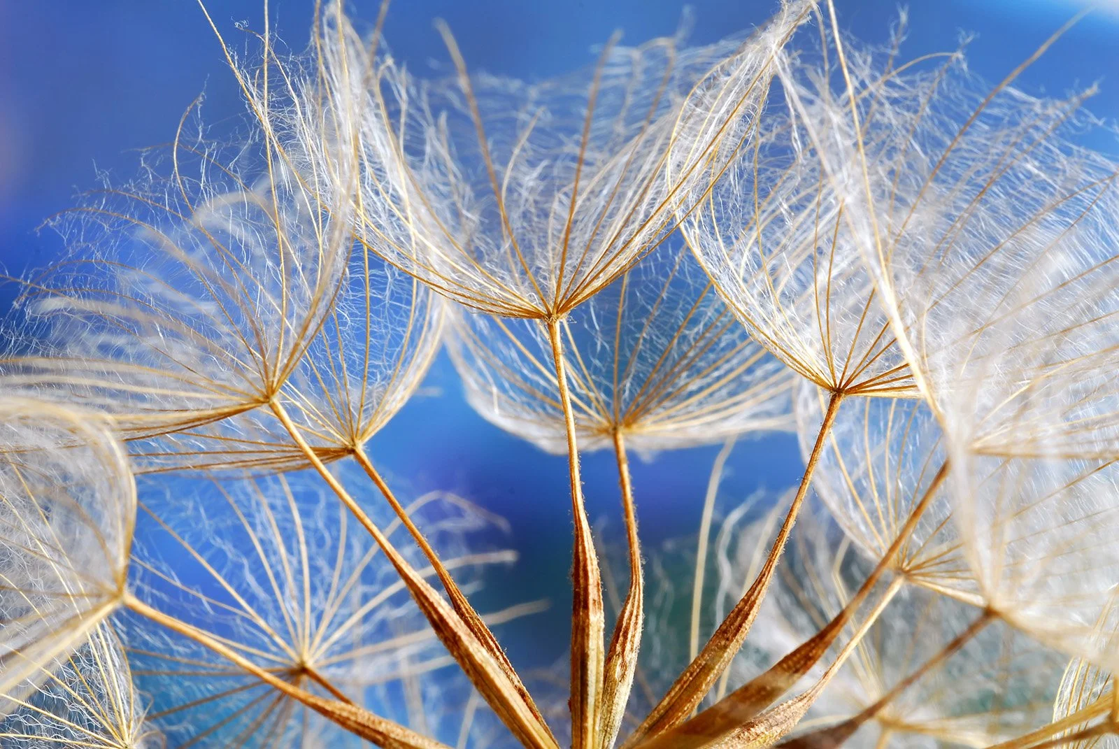 Nahaufnahme einer Düne mit weißen Pusteblumen gegen blauen Himmel.