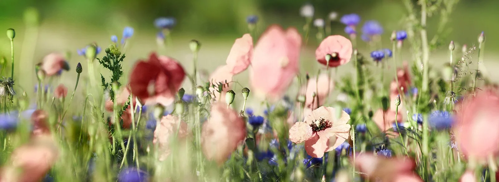 Bunte Wildblumenwiese mit roten, rosa und blauen Blumen im Sonnenlicht.