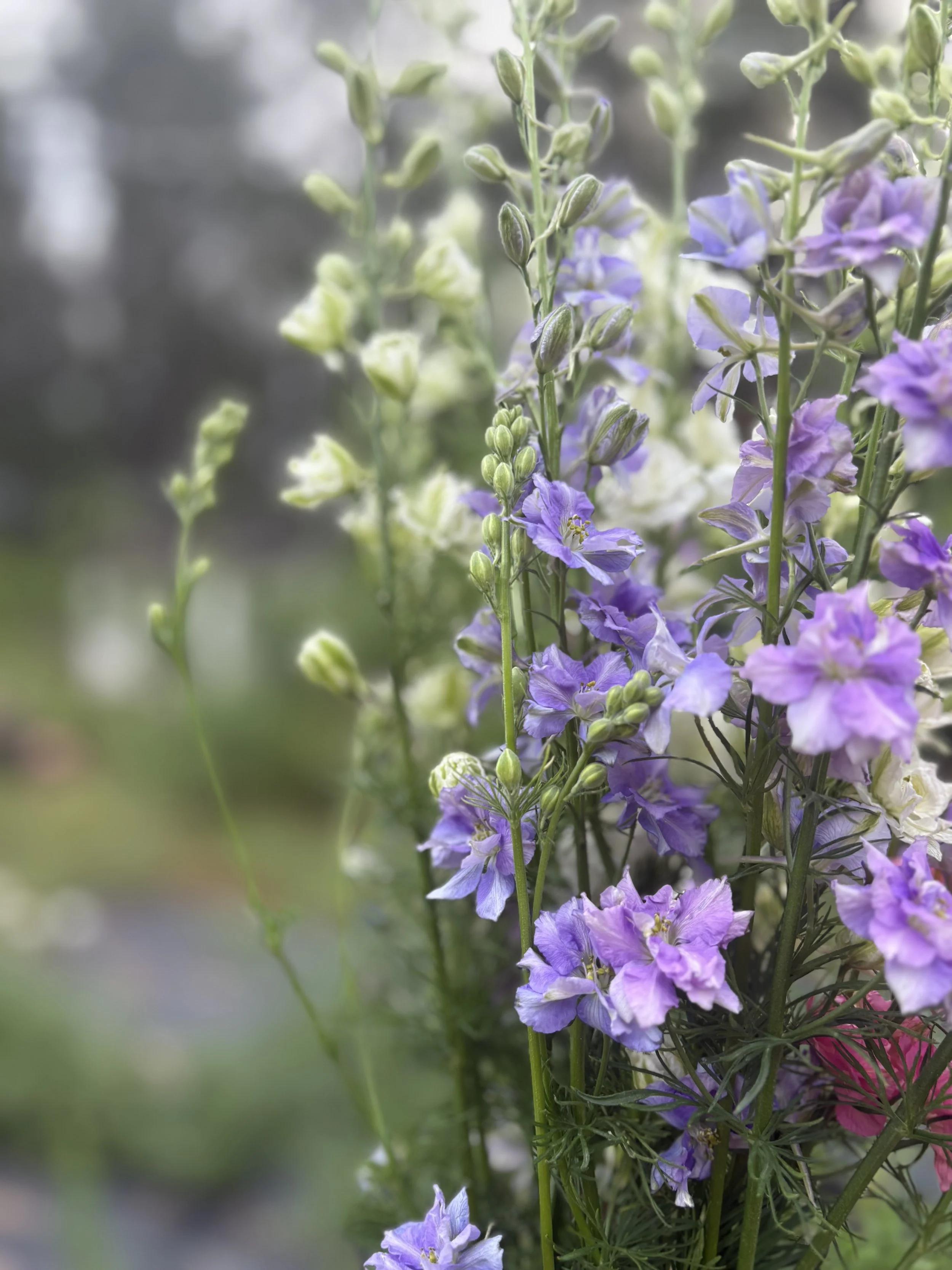 Close-up of tall purple and white flowers on green stems, with some unopened flower buds, outdoors.