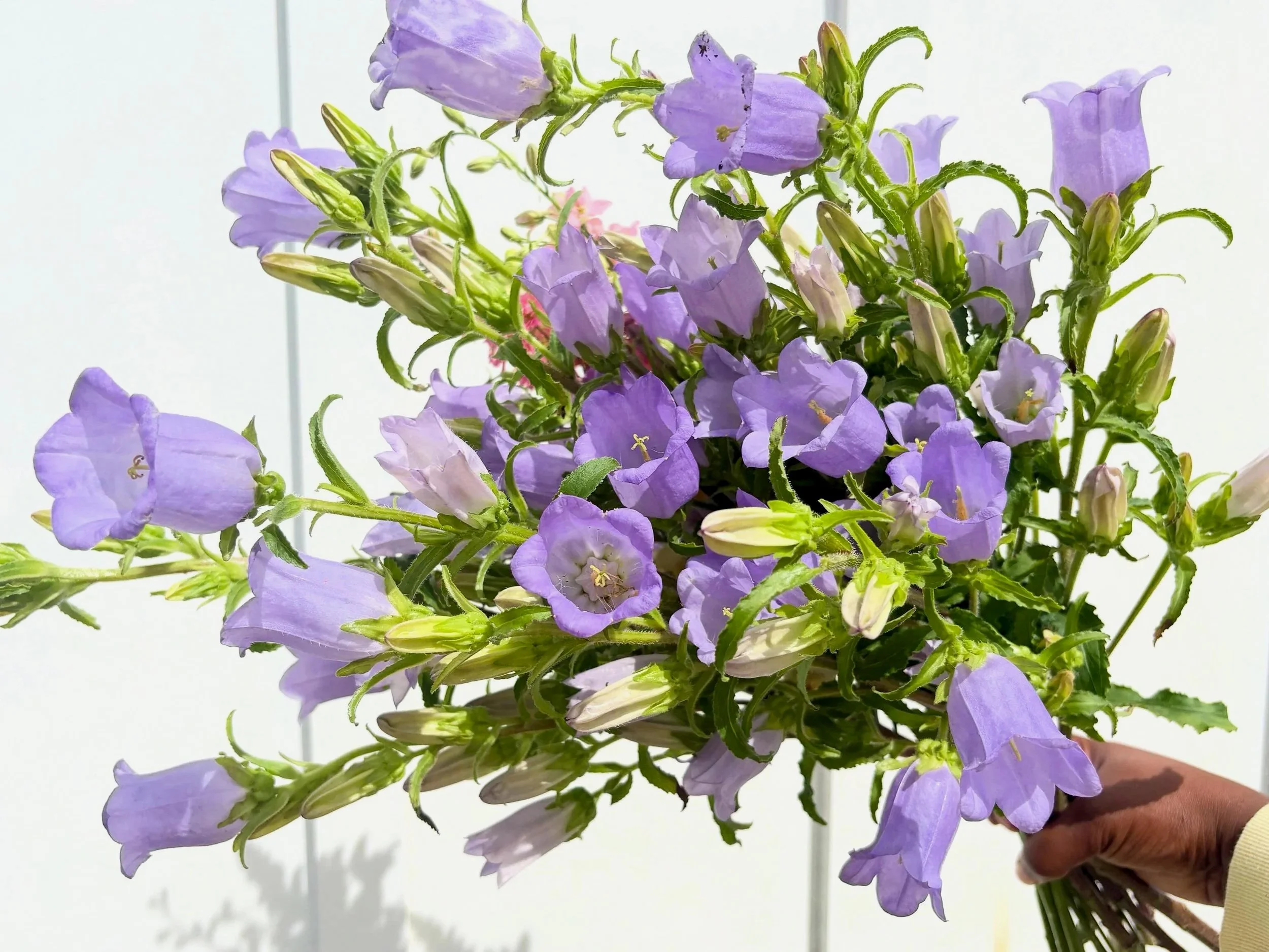 A person holding a bouquet of purple flowers with a plain white background.