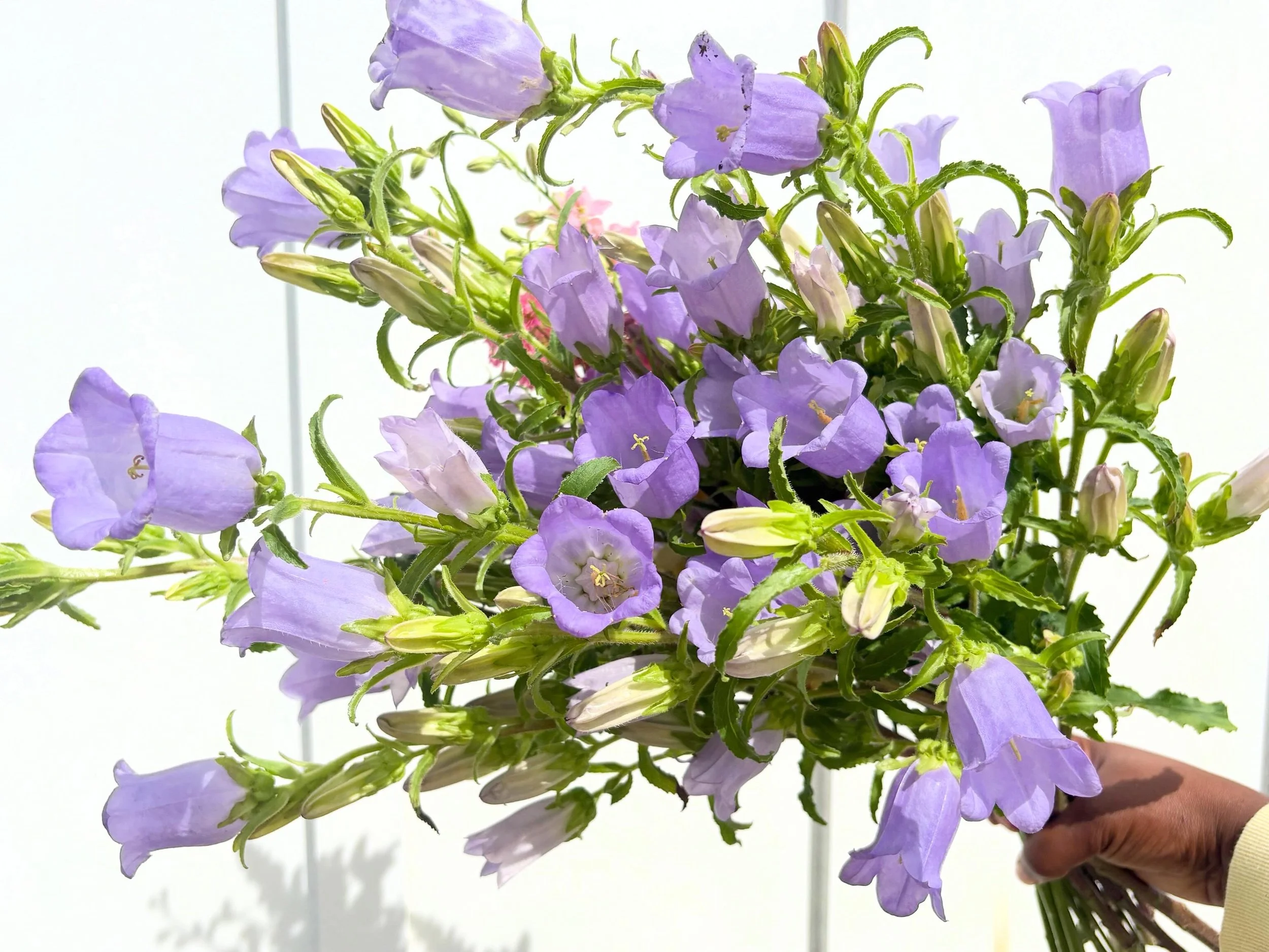 Lavender campanula.jpg