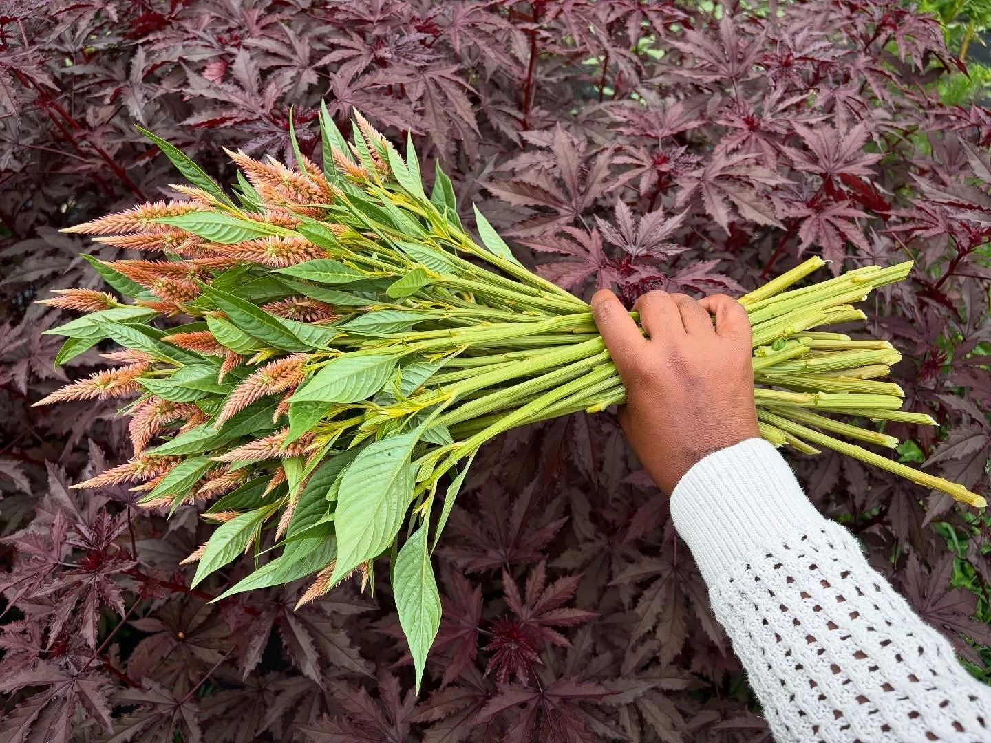 Terracotta Celosia .JPG