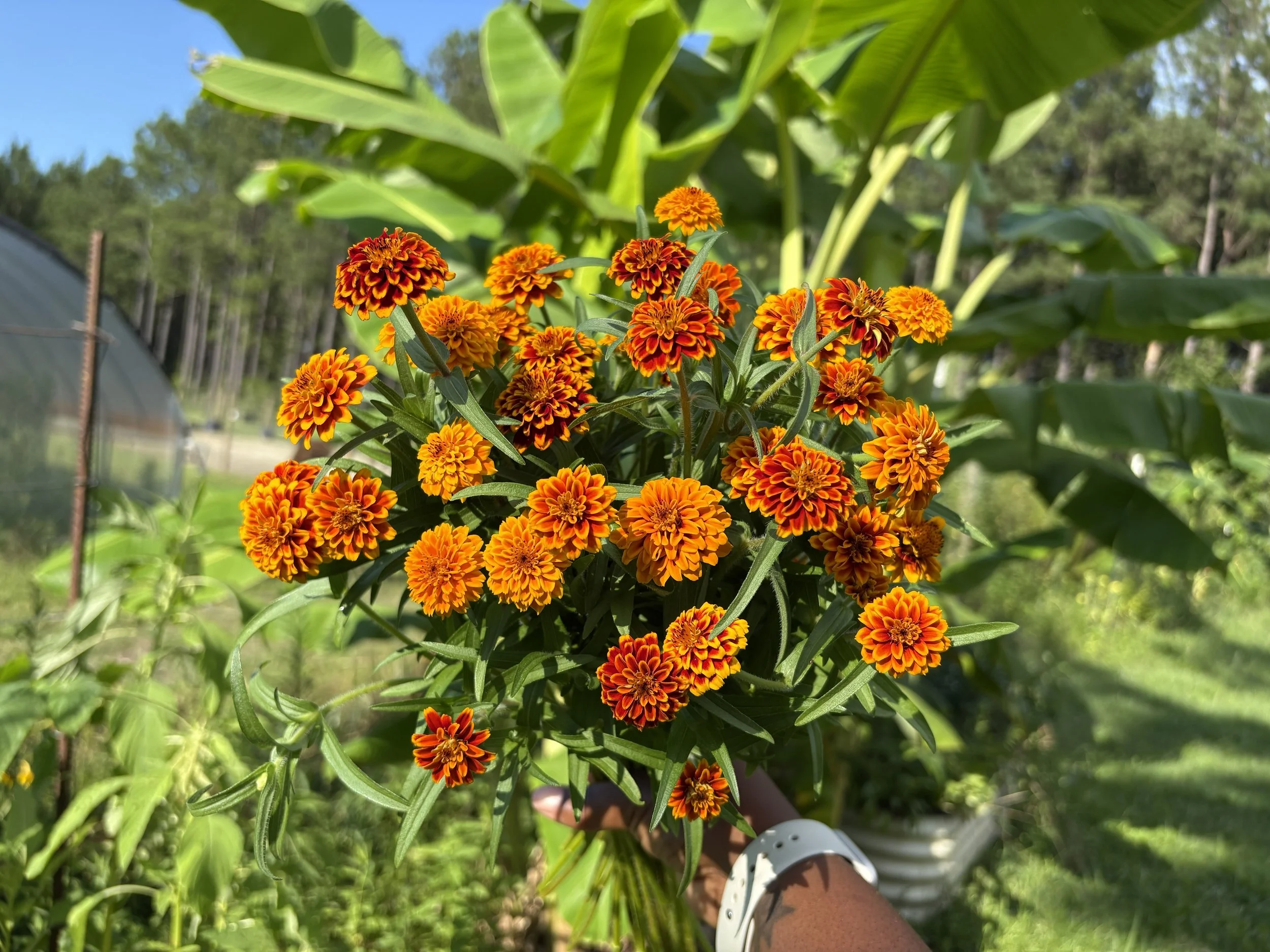 Persian Carpet Zinnia.jpg