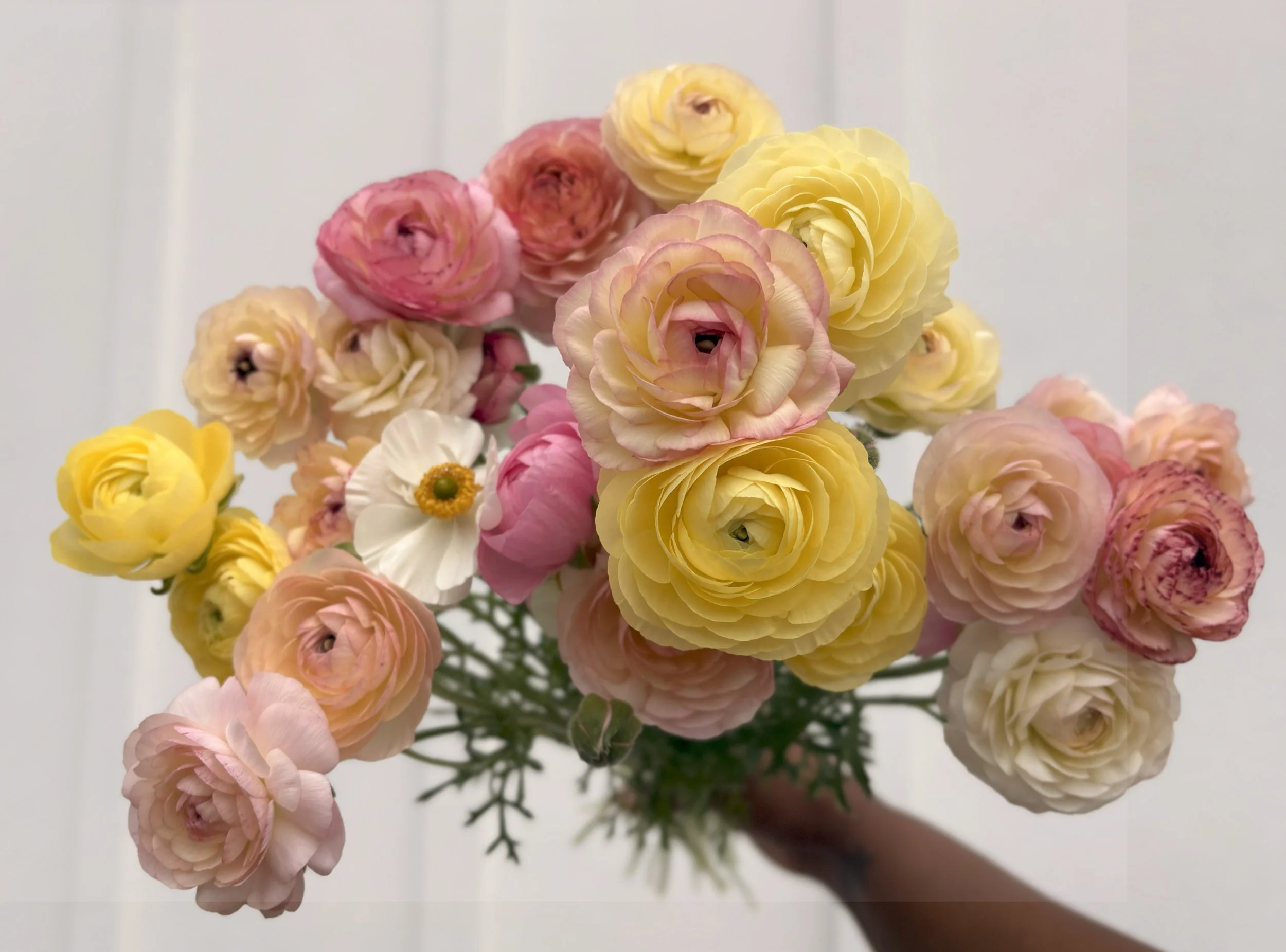 A colorful bouquet of ranunculus and a daisy held in a person's hand against a plain background.