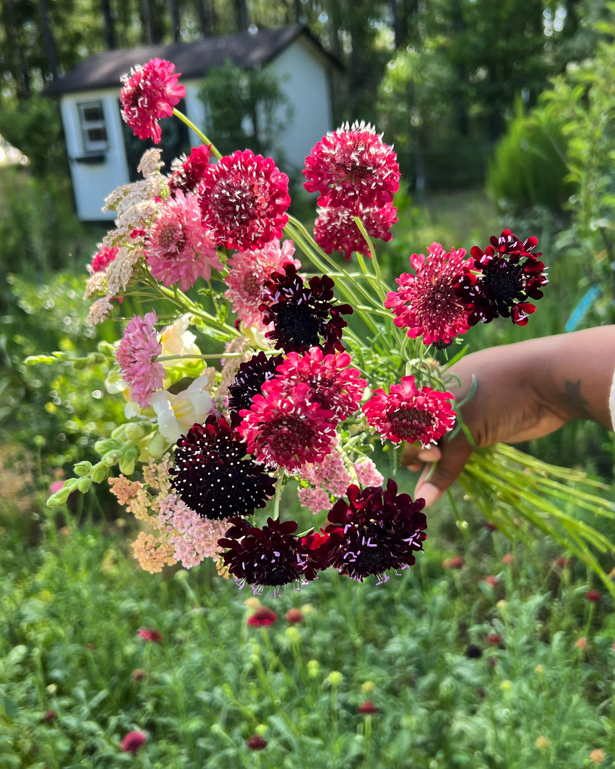 Scabiosa Pink (1).jpg