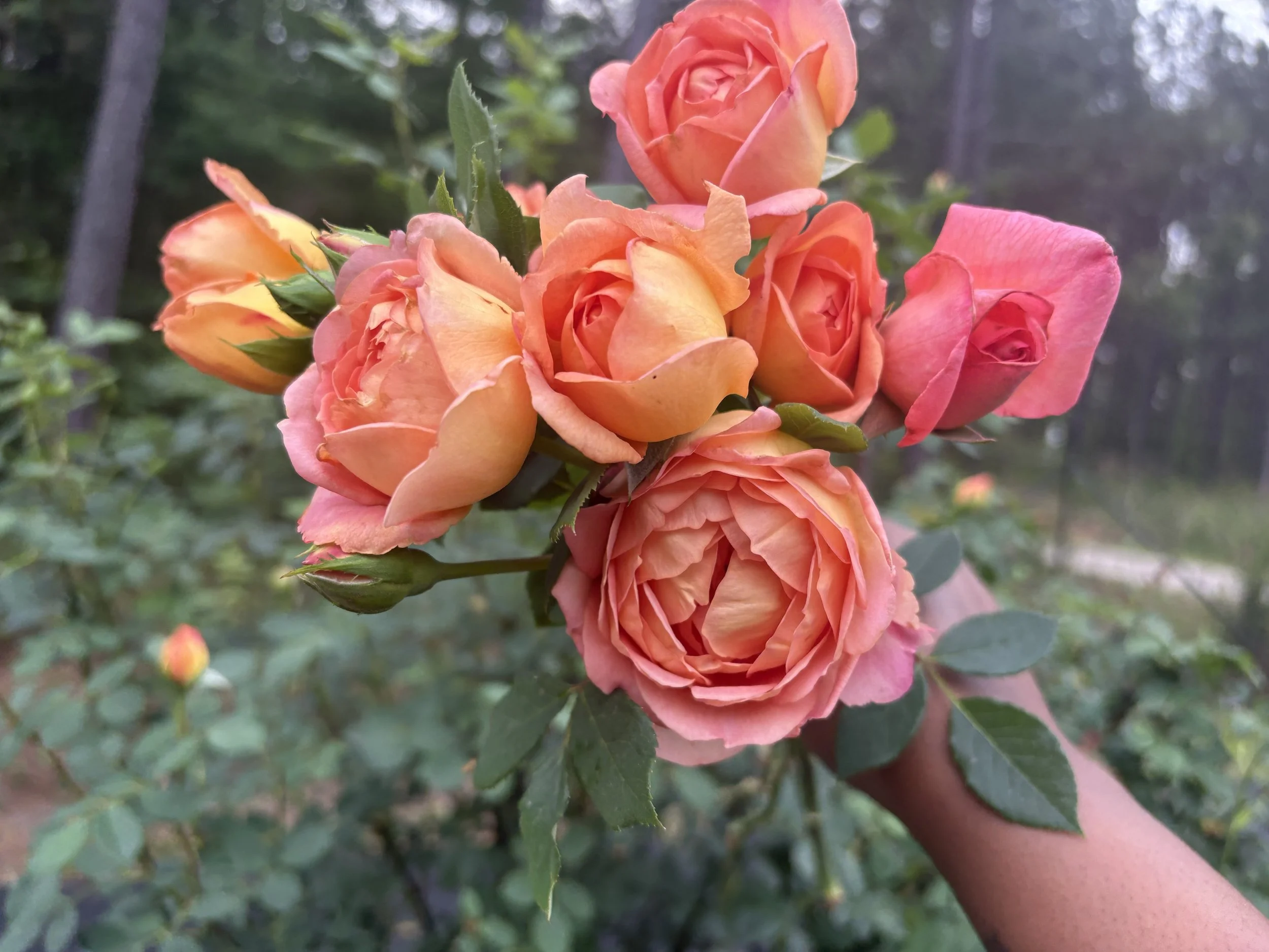 garden roses.jpg
