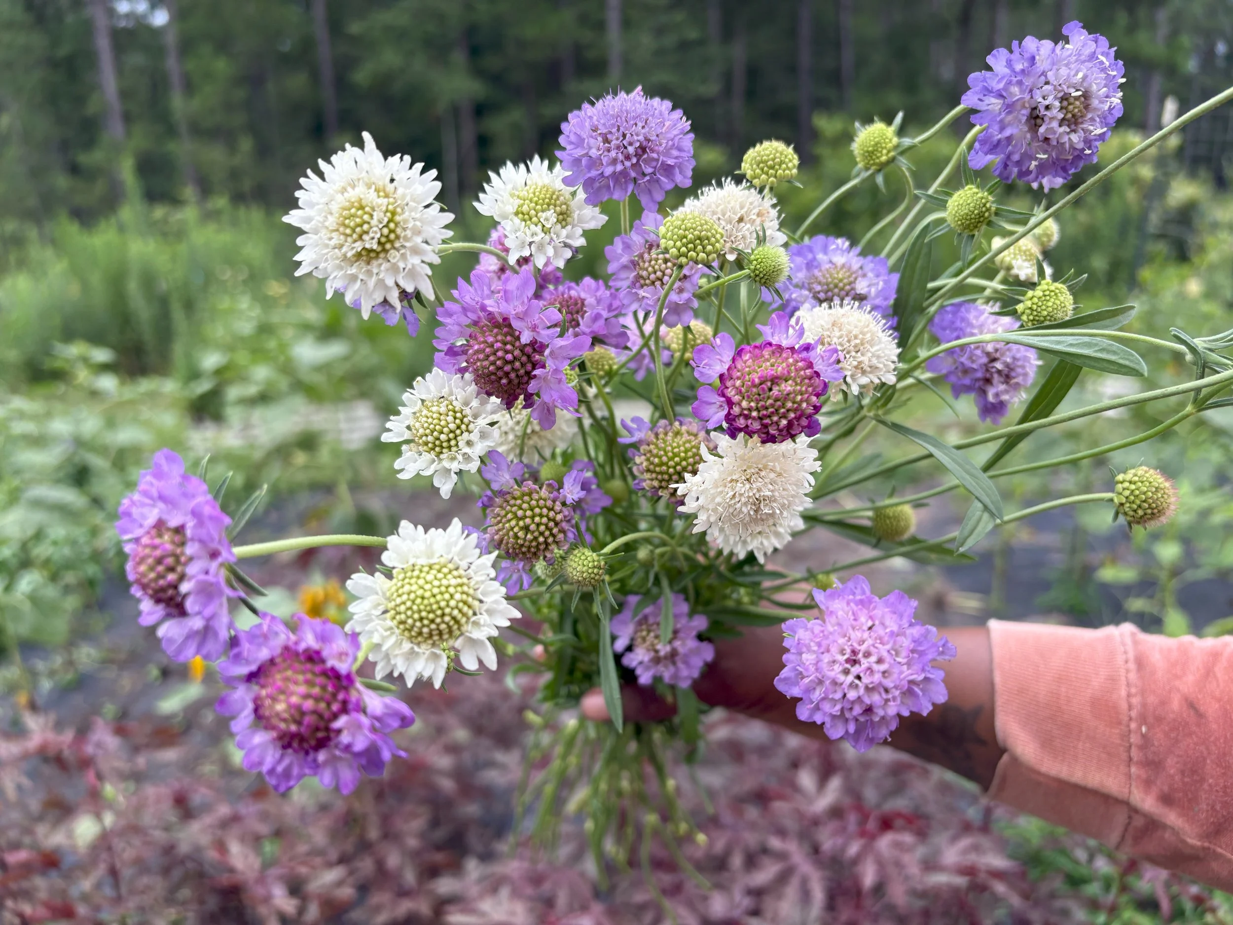 sccabiosa pup white.jpeg