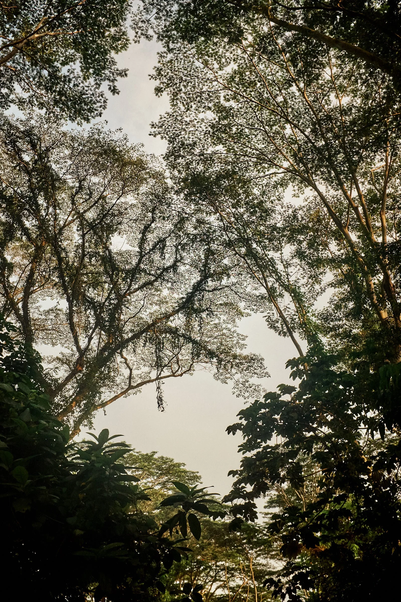 tropical trees