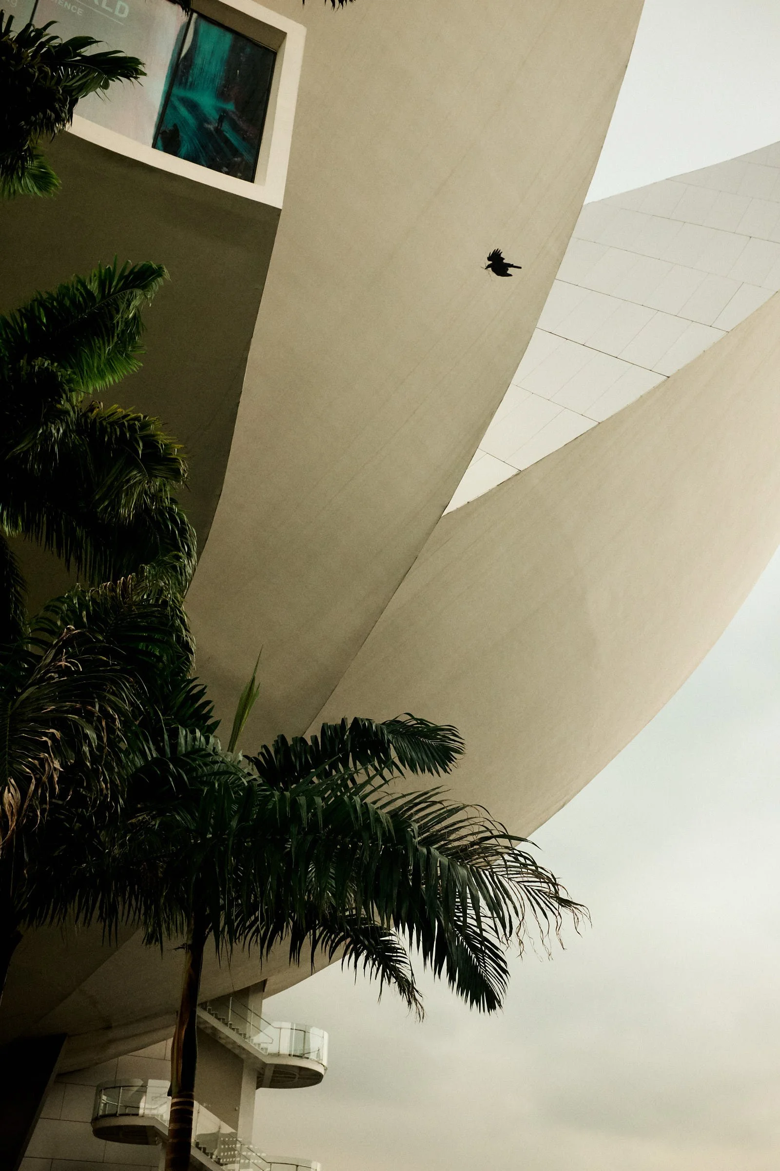 A bird flys across the art science museum