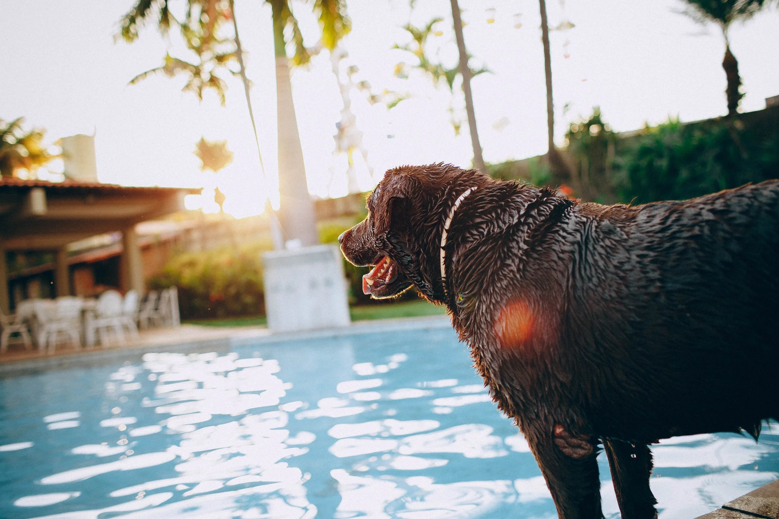 The Best Dog-Friendly Vacation Ideas